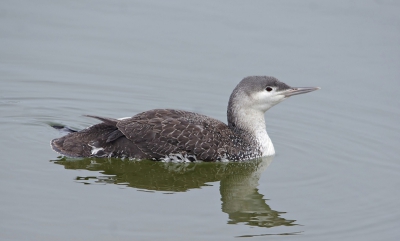 dit is de roodkeelduiker een beetje ronddobberend in de hoek van de marina ijmuiden.