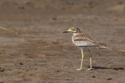 Op weg naar Banjul ontdekten we op een drooggevallen mangrove een aantal Senegalese grielen. De zon stond reeds hoog en bemoeilijkte de opnames niettemin slaagden we erin enkele specimen mooi in beeld te brengen.