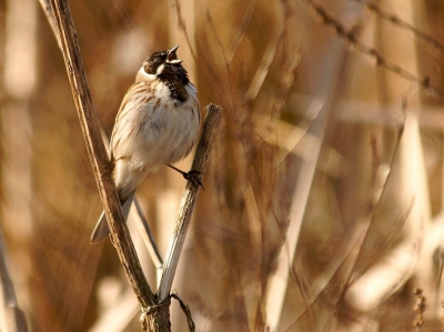 vrijdag even een rondje Krimpenerwaard gedaan en even een stukje Berkenwoudense driehoek gelopen.
het waaide vrij stevig wat voor rietvogels fotograferen niet echt gunstig was. toen deze rietgors vlak bij me kwam zitten zingen, bijna in spagaat tussen twee stengels, kon ik hem even snel vastleggen. altijd lastig om een wat rustigere achtergrond te krijgen met vogels in het  riet.