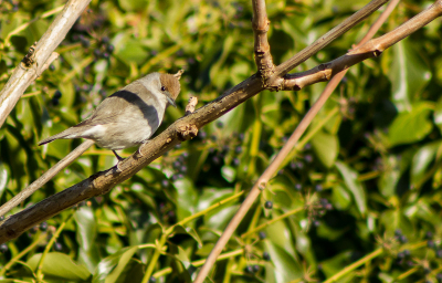 In de tuin bij de buurvrouw zag ik een apart vogeltje de heg in duiken. Na even gewacht te hebben liet ze zich heel even zien. Ze zit er nu al een heel tijdje, wie weet gaat ze er nestelen.