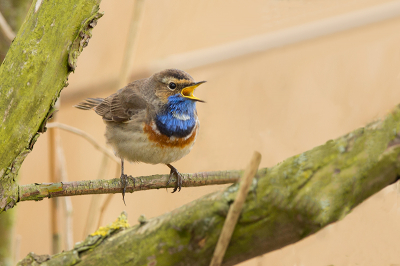 Mijn eerste blauwborst, gaaf! Na een hele serie in het riet ging hij op eens in de enige boom zitten zingen. De achtergrond kleur is van het riet.