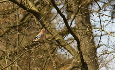 vlakbij de boerderij waar mijn schoonouders hun gezamenlijke leven aanvingen liet deze vlaamse gaai zich in al zijn pracht zien, heerlijk even in het zonnetje zittend: 't was lang geleden dat ik deze fraaie vogel zag!