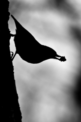 Een tegenlicht opname van een boomklever, silhouet in zwart wit. Ik trof hem op de Veluwe, bij Ugchelen in het bos. In zijn snavel een brokje klei waarmee hij de ingang van de door hem gekraakte nestholte kleiner maakte.