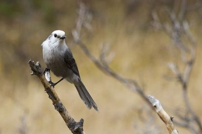 We kwamen deze Grey Jay tegen tijdens ons bezoek in de herst aan Rocky Mountains National Park.