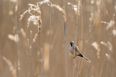 Vanmorgen om half zeven stond ik in de Oostvaardersplassen. Een grote diversiteit aan vogeltjes. Voor het eerst een baardmannetje gezien. Maar zo snel als hij er was, was ie ook weer weg. Ondanks het tegenlicht toch nog een foto kunnen maken.