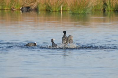 vroeg in de ochtend op uit geweest. bij het water aangekomen. kon je merken dat de spanning te snijden was tussen de meerkoeten.