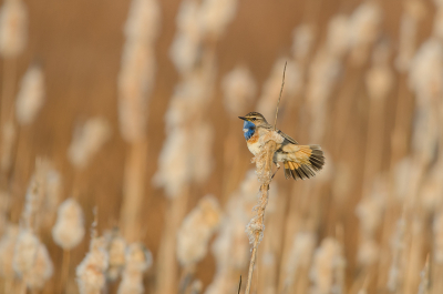 Gistermorgen vroeg uit de veren geweest om deze blauwborst te kunnen fotograferen