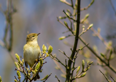 Het is dat hun luide gezang hun plaats verraad, anders zijn ze maar lastig te spotten die kleine vogeltjes met hun mooie schutkleuren.