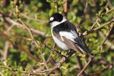 Collared Flycatcher in migration time in Suha reka area, Bulgaria. It was very quietly and i success to photograph it just from few meters walking on the road.
www.NatureTravel.eu