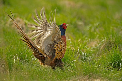 Deze fazantenhaan scharrelde rond met een paar vrouwtjes en ik hoorde hem zo nu en dan roepen.
Wist hem bij zo'n macho uitroep te betrappen.