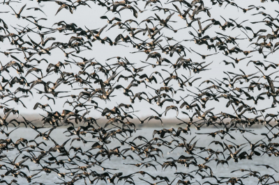 In het uiterste noorden van Senegal op grens van Mauritani in het natuurpark van Djoudj, zaten naast velen andere soorten duizenden fluiteenden, en waarom ze zo heten ,weet je meteen als je er midden tussen staat