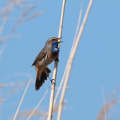 N.a.v. positieve kritiek op voorgaande foto heb ik de foto aangepast. Hopelijk is deze beter zo. Met dank hiervoor Bert! 
Kijk dit is nu zo leuk aan BirdPix je kan een hoop leren!