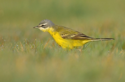 Vorige week kreeg ik een nieuwe vogelsoort voor mijn lens. De Gele kwikstaart. Gelukkig werkte deze gele kwik redelijk mee, zodat ik er een mooie serie van kon schieten. Uit de serie deze kenmerkende houding gekozen...druk opzoek naar kleine insecten tussen de natte (dauw)grassprietjes.

Voor het complete verhaal achter deze foto verwijs ik je graag door naar mijn blog: http://www.rvdaalenfotografie.nl/4/post/2013/04/geel-blauw-riet.html

Gr,

Remco