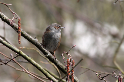 Soms loont het om in je lunchpauze even door het bos te lopen.
Deze Heggenmus ging ervoor zitten alsof hij wist dat ik kwam.