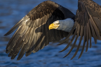 Amerikaanse zeearend close-up met een leuke kopschaduw in de vleugel.