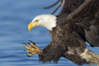 Het grijpmoment van een Amerikaanse zeearend, genomen vanaf de boot.