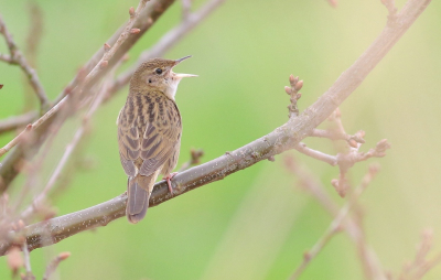 Eindelijk de vogel gevonden die dat rare geluidje maakt. Helaas wel wat riet voor mijn lens maar de vogel staat er op.