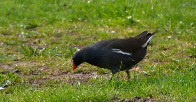 Een Waterhoen die rondscharrelde over het land moest ik op de foto zetten.