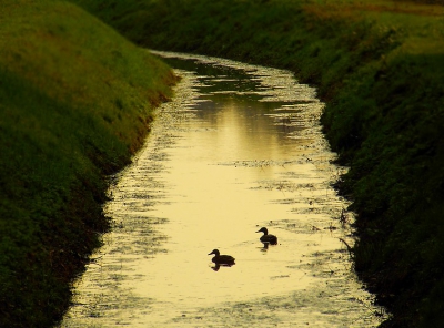 Deze twee eenden zwommen 's avonds in het avondlicht in een slootje.