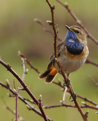 ik heb een andere gezocht uit de serie die ik even geleden maakte. deze zat lekker rustig en heb m mooi kunnen fotograferen de blauwborst had niks door. de blauwborst vind ik een mooie om op foto te hebben en de beste in mijn ogen zet ik hier op bp en laat ze graag zien