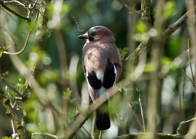 Mijn eerste foto op birdpix. Vier maanden na de aanschaf van mijn 500mm tele lens met 1.4tc. Mooi moment om te starten met plaatsen: lente!