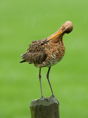 Gisteren in de regen deze grutto op een paal vastgelegd. Ik heb een half uur genoten van het poetsen! Wat zijn het toch geweldig mooie vogels.