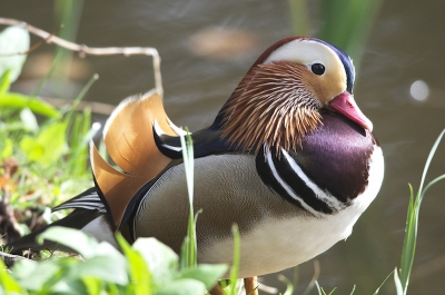 Genietend van een momentje zon, zat dit heertje aan de oever van een meertje.