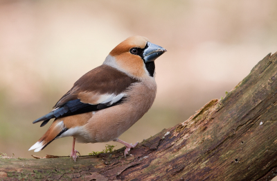 Vandaag eindelijk eens een serie van de appelvink kunnen maken. Tsjonge wat zijn dat toch mooie vogels!