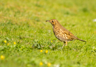 Deze lijsterfamilie staat naast hun gezang ook bekend als rechtopstaande zangvogels met vrij lange poten.
Deze lijster was druk op zoek naar wormen, terwijl ik hem liggend in het gras opwachtte.