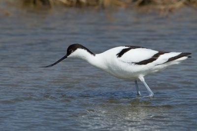 Bijzonder mooie vogels zijn het, met die kromme snavel waar ze mee door het water maaien.