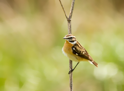 Geweldig vogeldagje gehad. Met een kenner van het gebied en de vogels een dagje Biesbosch beleefd. We kwamen uit op 108 soorten! Waaronder dit prachtige paapje, dat even leuk poseerde.

Groet! Martijn

(www.kijkopvogels.nl)