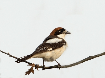 Deze roodkopklauwier verbleef bijna een week in Brabant, veel vogelaars en fotografen genoten van deze dame