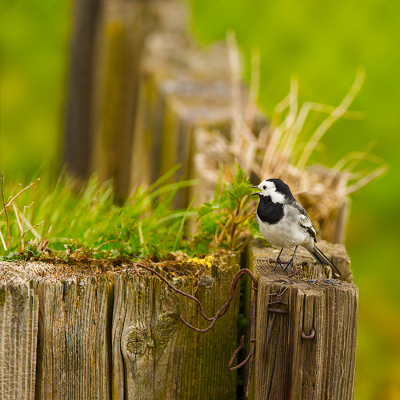 Ik had eerder een witte kwikstaart tegen een rustige egale achtergrond, op een prikkeldraadhekje (zie http://www.birdpix.nl/album_page.php?pic_id=357327). Albert Allema vond de setting minder mooi. Ik ben benieuwd wat jullie van deze setting vinden. Welke vinden jullie mooier? Ieder commentaar is welkom, positief of negatief, ik wil graag leren van jullie meningen.