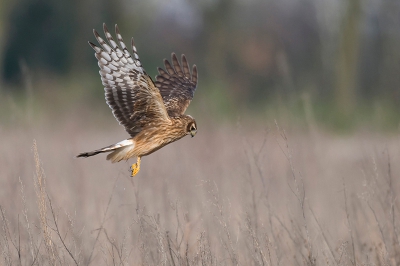 Deze eerste winter jongedame verbleef vanaf eind januari tot half april op dagelijkse basis in onze wintervoedselakkers met ongeooogst graan nabij Venlo. Ze had het vooral op muizen voorzien, maar als er veel sneeuw lag had ze de mogelijkheid op kepen en gorzen over te schakelen, die met honderden in onze akkers verbleven. Het vermoeden bestaat dat lage winteroverleving bij Blauwe kiek een van de oorzaken is dat de soort het in NL niet goed doet. Hier en daar in het landelijk gebied muizenrijke akkers creeren helpt om daar wat aan te doen.