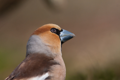 De appelvink kwam zo dichtbij dat hij er niet meer helemaal op paste. maar vond hem zo wel nadenkend kijken