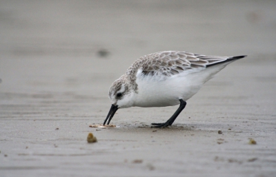 Begin maart op een mooie dag naar IJmuiden geweest om de foto-apparatuur te testen op drietenen. Dit met het oog op een bezoek aan de Chinese oostkust. Zoals je kunt zien werkte alles naar behoren. Deze vanaf een meter of zes.