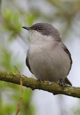 Ik dacht aan een kleine vliegenvanger maar het lichte rondje om het oog komt niet overeen. iemand een idee wat dit voor vogel is?