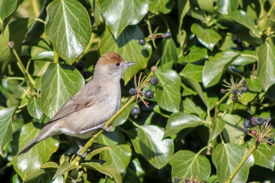 Het lijkt erop dat de zwartkoppen een nestje begonnen zijn in de heg bij de buren. Voor het eerst dat ik dit soort in de tuin tegen kom, gisteren zaten er zelfs 4. Leuke ontwikkeling.