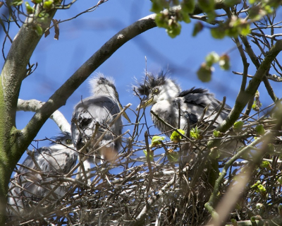 Deze kolonie van blauwe reigers is hoog in de bomen van Landgoed de Oldenaller ( grens Putten en Nijkerk ) te zien. 
De fouragering duurt wel even, de jongen spelen wat onderling tot nieuwe vis wordt ingevlogen. Soms vind je onderaan de boom wat gevallen vis. Foto genomen met mijn Nikon D600 onder een zeer schuine hoek. Het bladerdek is nog juist open genoeg om de vogels te zien.