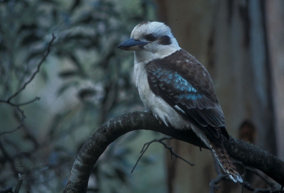 <i class='fa fa-user'></i> Eric Gibcus | Kookaburra  <i class='fa fa-eye'> 497</i>   <i class='fa fa-comment-o'> 2</i>