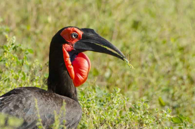 De vogel liep rustig langs de weg waarover ik met een jeep reed.Later bleek iets verder buurt een grote groep van deze dieren voor ons uit te lopen te lopen op de weg.