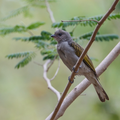 Nu een wat minder gekleurde vogel. Deze honingspeuder zat in het Marakissa kamp, het duurde wel even om hem goed vrij er op te krijgen.