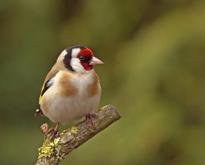 Het is rustig in de tuin met de vogels ze zijn druk om voor het nageslacht te zorgen
Daarom is het leuk dat de putters zich af en toe laten zien