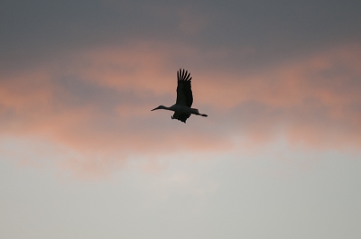 Na terugkomst van een boswandeling kwam deze ooievaar langsvliegen tijdens de zonsondergang. Dus direct een aantal foto's gemaakt en eentje uitgekozen tbv de upload
