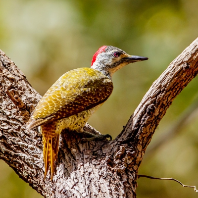 Deze zat ook in het Marakissa kamp en de  woodpecker zat gelukkig niet zo heel hoog.