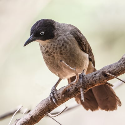 Ook deze zat in het Marakissa kamp, zeer veel soorten rond om het kamp waaronder deze Babbler