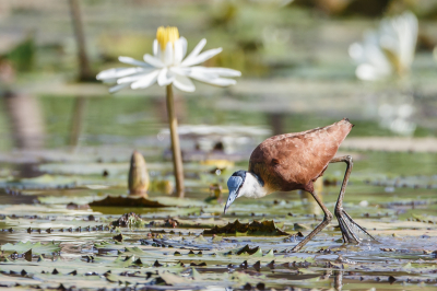 Net buiten het Marakissa kamp was veel water, de Jacana in een mooie omgeving met zijn grote poten.