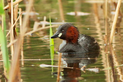 Vanuit camoeflagetentje wat enkele dagen ervoor voor een moeras geplaatst is. Toen ik deze foto maakte hoorde ik een "klets" geluid. Toen ik keek zag ik een ijsvogel op 5 meter een grote vis doodslaan op een tak. Toen ik mijn lens draaide (veel te snel) was hij gevlogen...daarna niet meer gezien :'-(