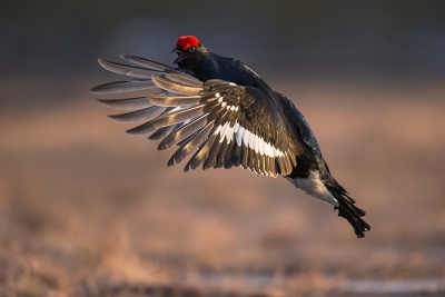 Trompetterende kraanvogels bij het slapen gaan in een schuilhut en dansende korhoenders in de vroege morgen, heerlijke lente-momenten in Zweden.