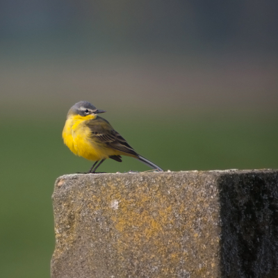 Gele Kwik zit lekker geel te zijn in de polder, wat een kleuren!